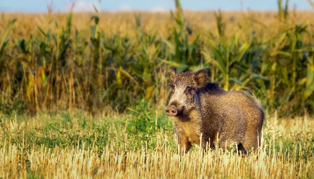 Se habilitó la caza de jabalí en toda la provincia de Buenos Aires