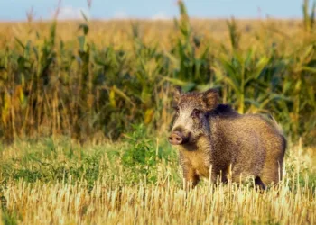 Se habilitó la caza de jabalí en toda la provincia de Buenos Aires