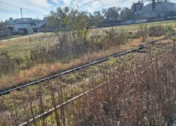 Reclaman por la limpieza de los cañaverales a la vera de las vías del ferrocarril