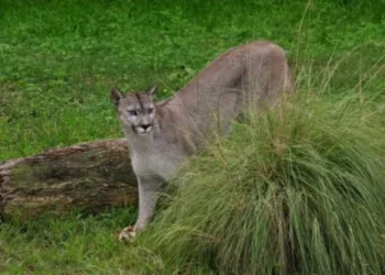 Terror entre los vecinos de La Reja por la presencia de un puma suelto: mató cerdos, patos y perros