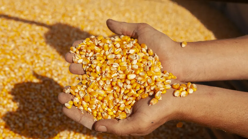 ¿El salvataje de EE.UU. busca terminar con las retenciones 0 para el campo?