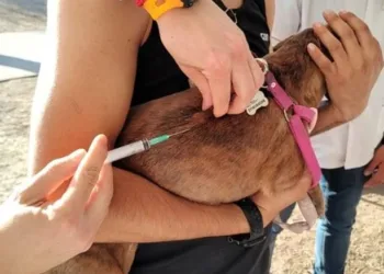 Continúa la vacunación a mascotas en plazas y barrios