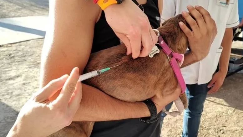 Continúa la vacunación a mascotas en plazas y barrios