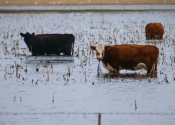 Prorrogan la emergencia agropecuaria en Bolívar, 9 de Julio, Carlos Casares y Tapalqué