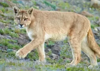 Alerta en Pilar: un puma generó sorpresa y temor en inmediaciones de un barrio cerrado