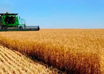 Viento de cola para Milei y Caputo: la cotización de la soja vuela en Chicago