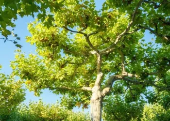 Plátano, el árbol que es un aliado pero genera molestias