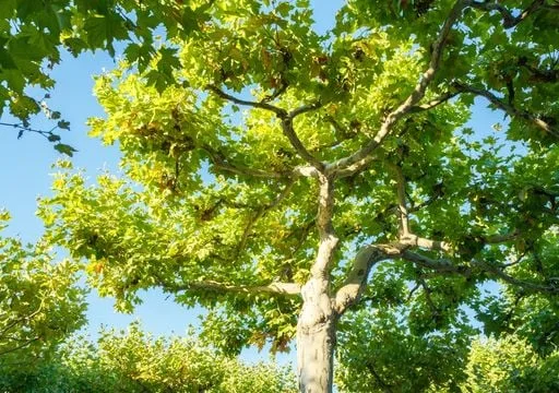 Plátano, el árbol que es un aliado pero genera molestias