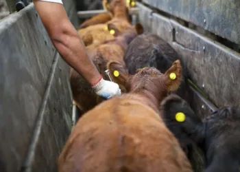 Aftosa: el campo cruzó a funcionaria de Trump y el Gobierno eligió el silencio