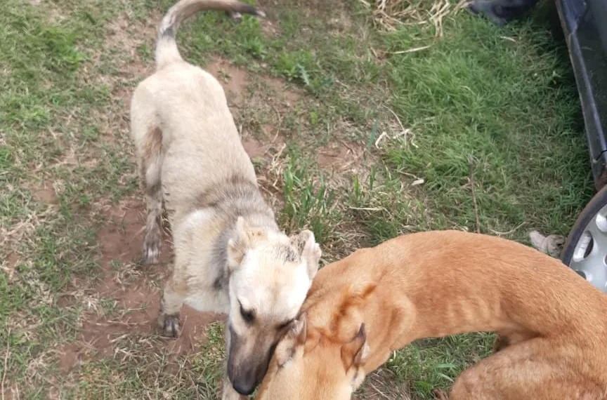 Veinte infracciones a cazadores furtivos y seis por pesca ilegal