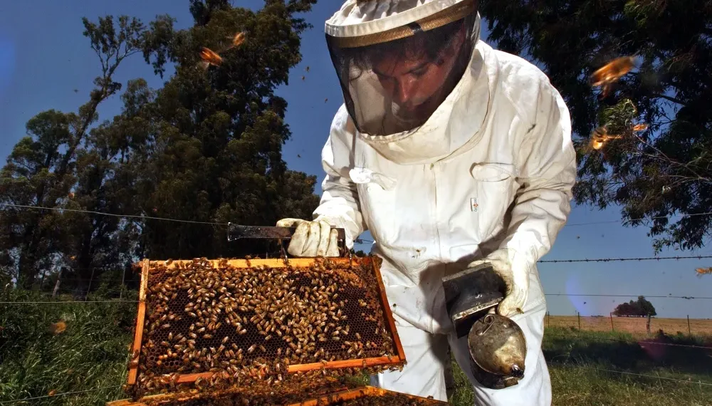 El país de la miel: auge exportador y sello bonaerense en la apicultura argentina