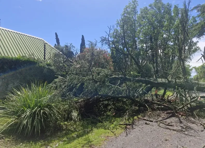 Pergamino: tormenta con ráfagas y más de 160 milímetros de lluvia con caída de árboles y corte de energía