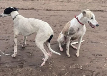 Labraron 16 infracciones a cazadores furtivos