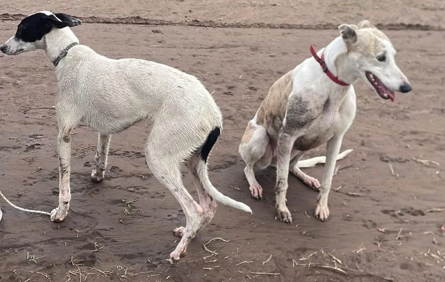 Labraron 16 infracciones a cazadores furtivos