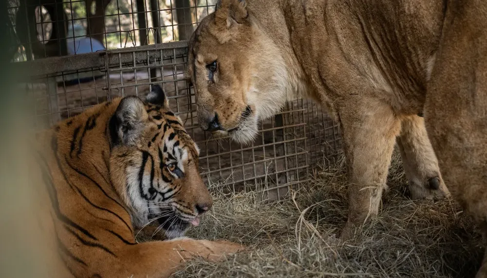 Zoológico de Luján: una misión internacional busca salvar a más de 60 animales