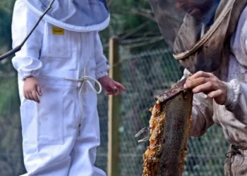 La apicultura vuelve a florecer en Junín