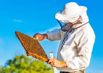 Apicultura: Provincia lanzó la cuarta edición del programa Mi Primera Colmena