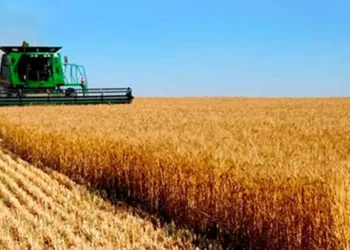 El sector agroexportador liquidó U$S 1.117 millones en octubre