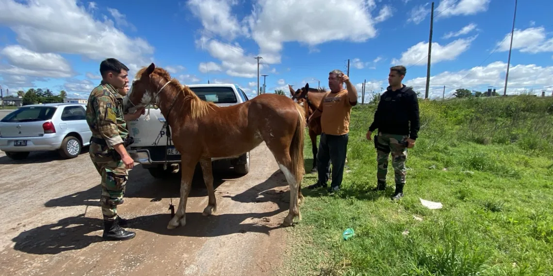 Tres caballos secuestrados en distintos barrios