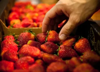 Frutilla: se actualiza normativa para homologar los estándares nacionales con los del Mercosur