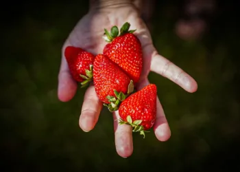 Buenos Aires es la principal productora de frutillas del país