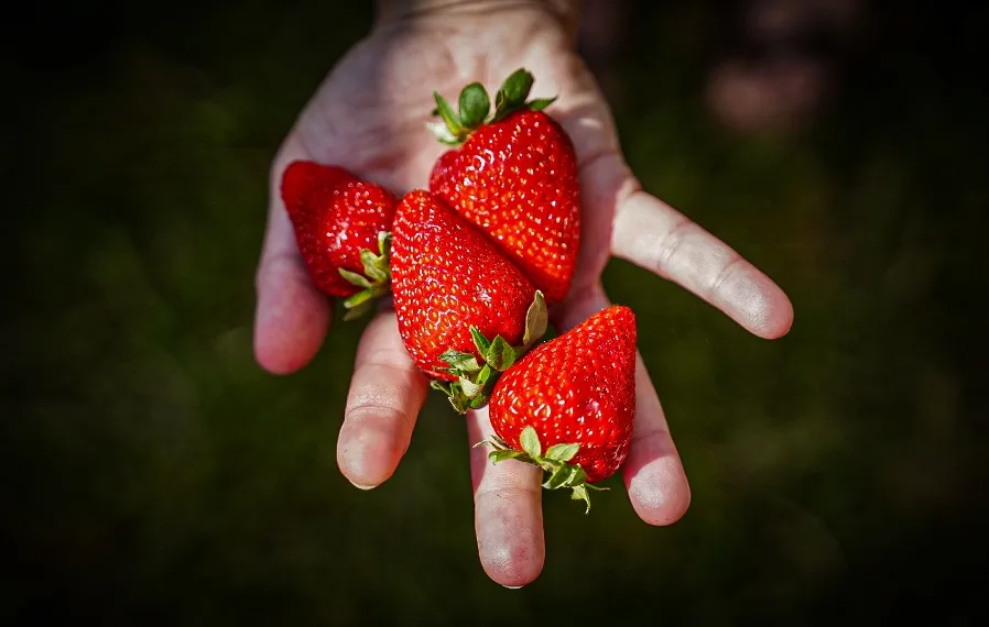 Buenos Aires es la principal productora de frutillas del país
