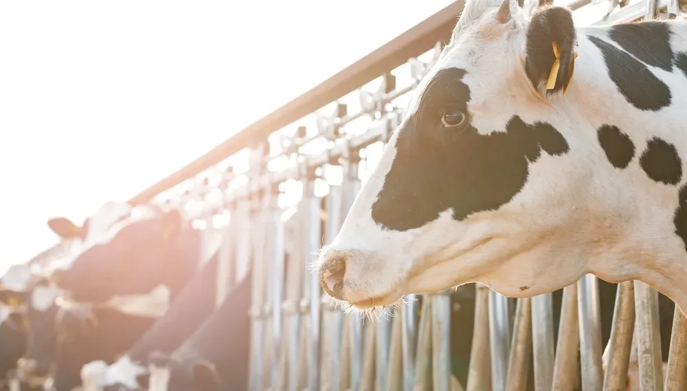 Crece la producción de leche, pero está en menos manos