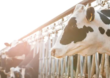 Crece la producción de leche, pero está en menos manos