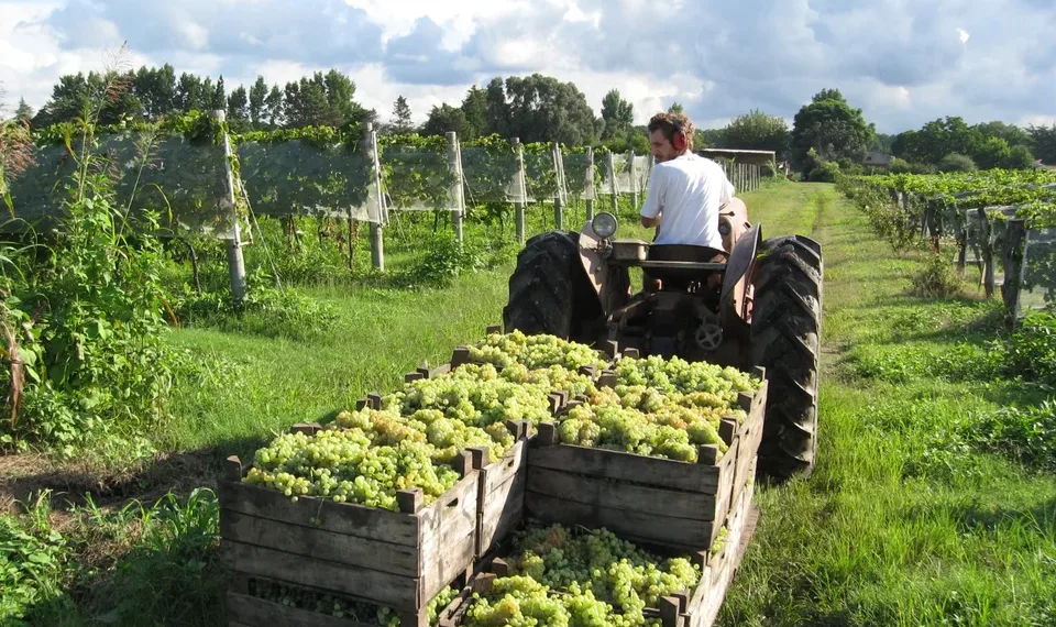 Luis Caputo habilita a empresas a solicitar online la apertura de mercados a productos agroindustriales