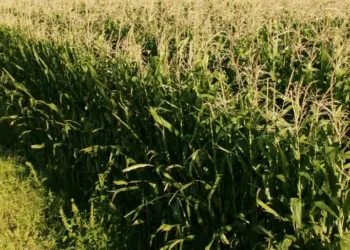 Senasa: se simplifica la normativa para la autorización de productos fitosanitarios