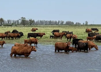 Taesa y los angus crianza todo terreno