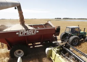 Aumentaron las proyecciones de cosecha para el trigo y se cayó su precio