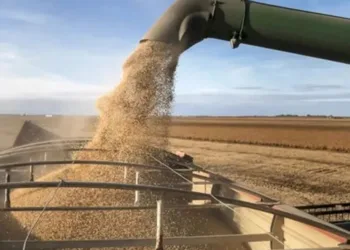 Ingreso de dólares del campo: caída en noviembre, pero el saldo sigue siendo positivo