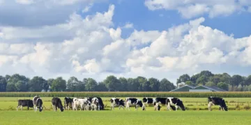 Proponen cobrar una tasa por el metano que emiten las vacas