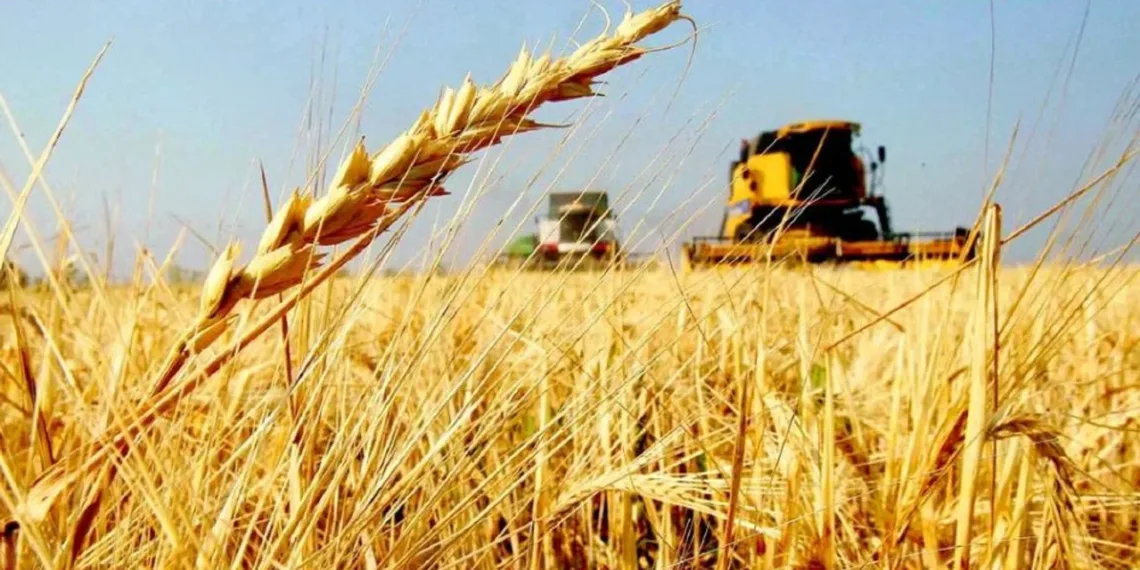 Cosecha récord de trigo en la campaña 2025/26