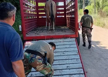 Procedimientos para retirar caballos sueltos de la vía pública
