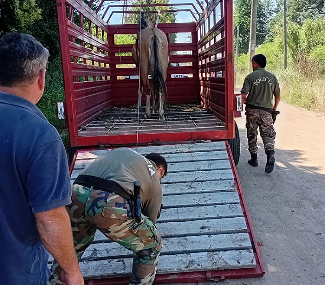 Procedimientos para retirar caballos sueltos de la vía pública