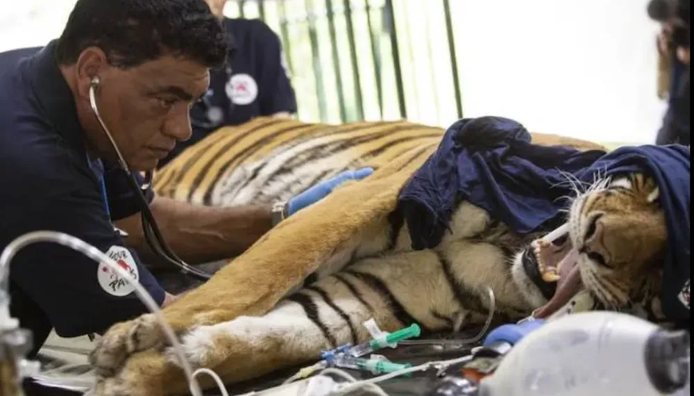 Una ONG al rescate de los animales del ex Zoológico de Luján