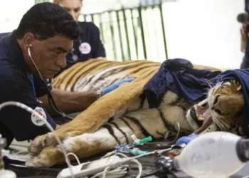 Una ONG al rescate de los animales del ex Zoológico de Luján
