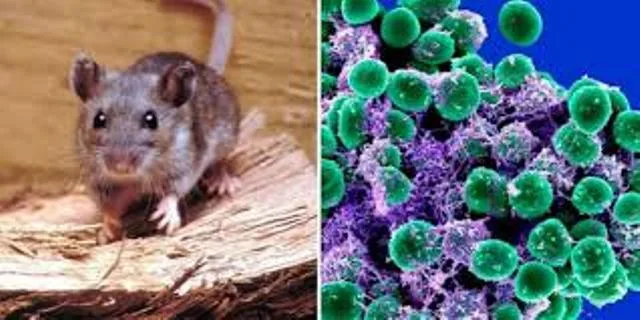 Alerta por hantavirus: formas de contagio, síntomas y prevención