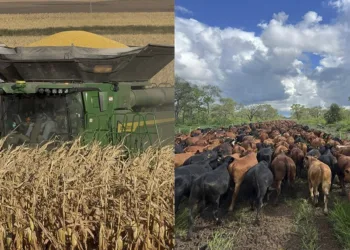Argentina ante una campaña agrícola récord y una ganadería en aumento