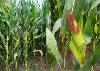 Cómo están los cultivos de maíz en la zona