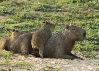 Nordelta: operativo para desalojar a los carpinchos y protestas de vecinos