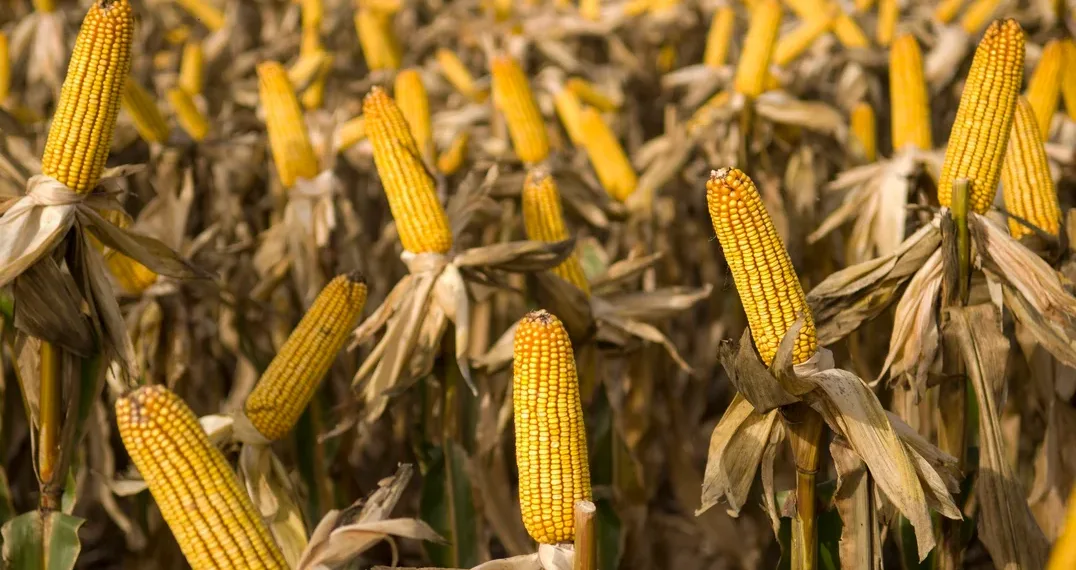 Proyectan una cosecha récord de 62 millones de toneladas de maíz