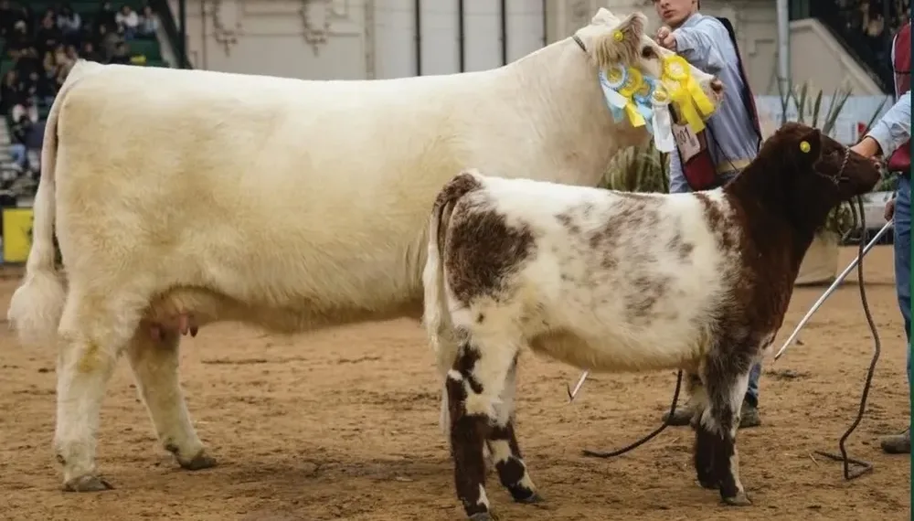 Una vaca de Trenque Lauquen es la Mejor Shorthorn del Mundo