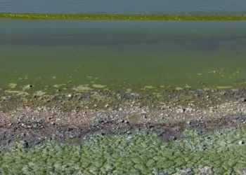 La Laguna de Gómez, con “riesgo bajo” por cianobacterias