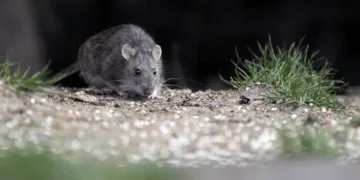 Hantavirus: murió una nena de 10 años en General Belgrano y son cuatro las víctimas