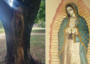 Asombro en Chivilcoy ante la presunta aparición de la Virgen de Guadalupe en un árbol