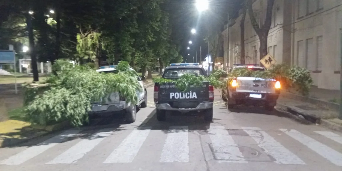 Aprehendidos por tenencia de 83 dosis de cocaína y 10 plantas de marihuana