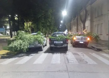 Aprehendidos por tenencia de 83 dosis de cocaína y 10 plantas de marihuana